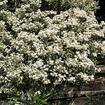 Olearia x mollis - Daisy Bush - 2nd Image