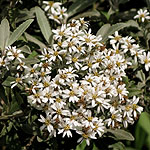 Olearia x mollis - Daisy Bush