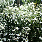 Olearia X scilloniensis - Daisy Bush