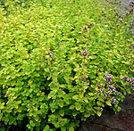 Origanum vulgare - Aureum - Oragino