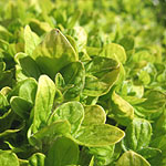 Origanum vulgare - Aureum - Oragino - 2nd Image