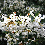 Osmanthus delavayi - Tea Olive, Osmanthus