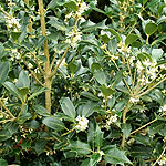 Osmanthus heterophyllus - Gulftide - Holly Olive, Tea Olive, Osmanthus