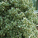 Osmanthus heterophyllus - Variegatus - Tea Olive, Variegated Osmanthus - 2nd Image