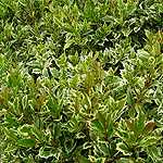 Osmanthus heterophyllus - Variegatus - Tea Olive, Variegated Osmanthus