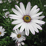 Osteospermum - Lady Leitrim - Osteospermum