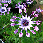 Osteospermum - Pink Whirls - Osteospermum