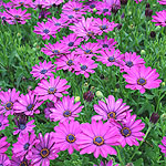 Osteospermum - Sunny Mary - Osteospermum