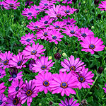 Osteospermum - Sunny Mary - Osteospermum - 3rd Image