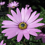 Osteospermum - Tresco Pink - Osteospermum