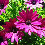 Osteospermum - Sunny Mary - Osteospermum - 2nd Image