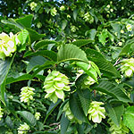 Ostrya virginiana - European Hop Hornbeam