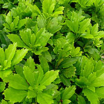 Pachysandra terminalis - Japanes Spurge, Pachysandra