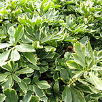 Pachysandra terminalis - Variegata - Variegated Pachysandra