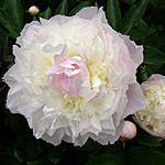 Paeonia lactiflora - Baroness Shroder - Peony