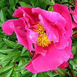 Paeonia lactiflora - Bowl of Beauty - Peony