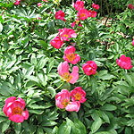 Paeonia - China Rose - Peony, Paeonia - 2nd Image