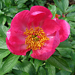 Paeonia - China Rose - Peony, Paeonia