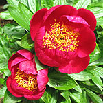 Paeonia - Defender - Peony, Paeonia - 2nd Image