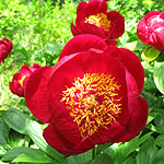 Paeonia - Defender - Peony, Paeonia - 3rd Image