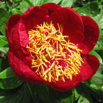 Paeonia - Defender - Peony, Paeonia