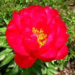 Paeonia - Ellen Cowley