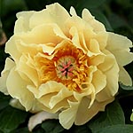 Paeonia - Garden Treasure - Peony, Paeonia