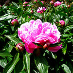 Paeonia lactiflora - Heirloom - 2nd Image