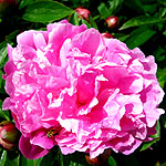 Paeonia lactiflora - Heirloom