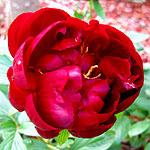 Paeonia - John Harvard