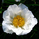 Paeonia lactiflora - Krinkled White