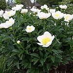 Paeonia lactiflora - Jan van Leeuween - Peony, Paeonia