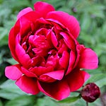 Paeonia - madame Gaudichau - Peony, Paeonia