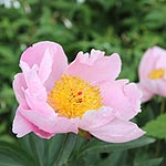 Paeonia - Nymphe - Peony, Paeonia