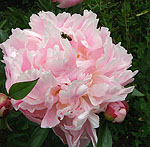 Paeonia - Shirley Temple - Peony