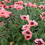 Papaver orientalis - Forncett Summer - Papaver, Poppy - 2nd Image