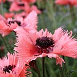 Papaver orientalis - Forncett Summer - Papaver, Poppy