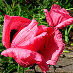 Papaver orientale - Indian Chief - Papaver, Poppy