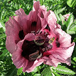 Papaver orientale - Pattys Plum - Oriental Poppy