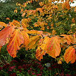 Parrotia persica - Iron Wood