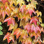 Parthenocissus tricuspidata - Boston Ivy, Japanese creeper