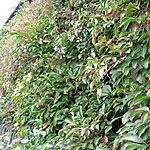 Parthenocissus henryana - Chinese Virginia Creeper, Parthenocissus - 2nd Image