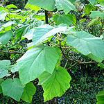 Paulownia kawakami - Paulownia,