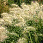 Pennisetum alopecuroides - Fountain grass, Pennisetum - 2nd Image