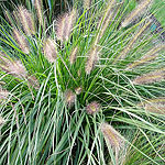 Pennisetum alopecuroides - Fountain grass, Pennisetum