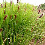 Pennisetum thunbergii - Red Buttons - Fountain grass