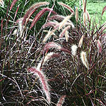 Pennisetum setaceum - Rubrum - Fountain grass, Pennisetum
