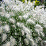 Pennisetum villosum - Fountain grass, Pennisetum