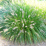Pennisetum alopecuroides - Woodside - Fountain grass - 2nd Image