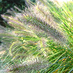 Pennisetum alopecuroides - Woodside - Fountain grass - 3rd Image